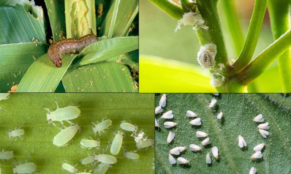 Insecticidal Proteins and Their Importance in Controlling Plant Pests